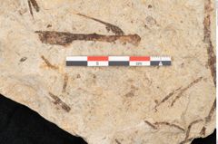 Foto (Detailansicht) von Glyptostrobus europaeus Brongniart (NHMW-GEO-2024-0188-6361)